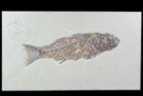 Detailed, Mioplosus Fossil Fish - Uncommon Species #89639-1